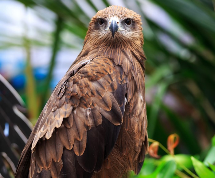 Close-up of a brown eagle looking forward