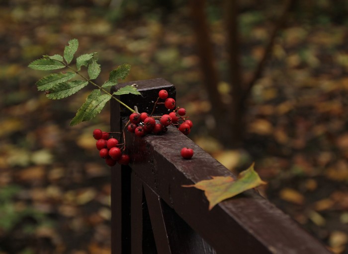 Berries and leaf on a wooden railing