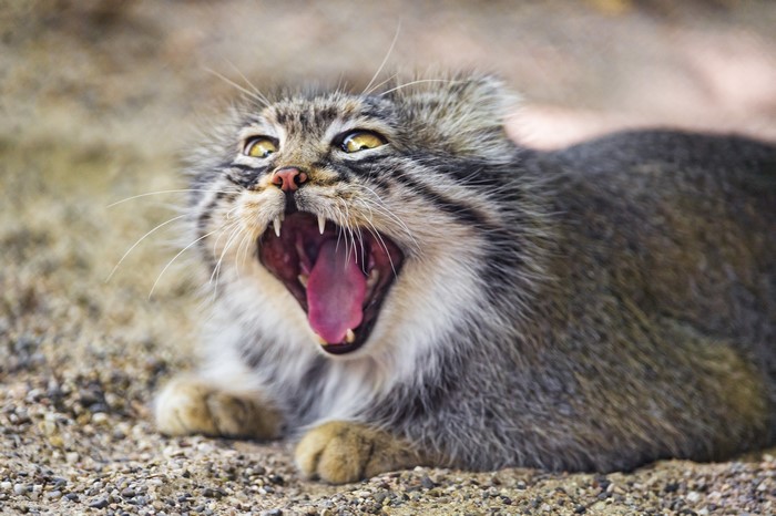 Pallas's cat yawning on gravel