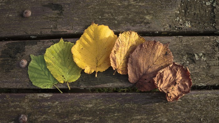Autumn leaves on wooden planks