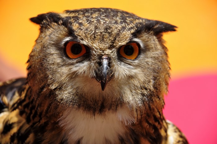 Close-up of an owl with orange eyes