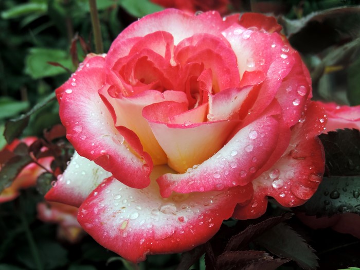 4K Pink and White Rose with Water Drops