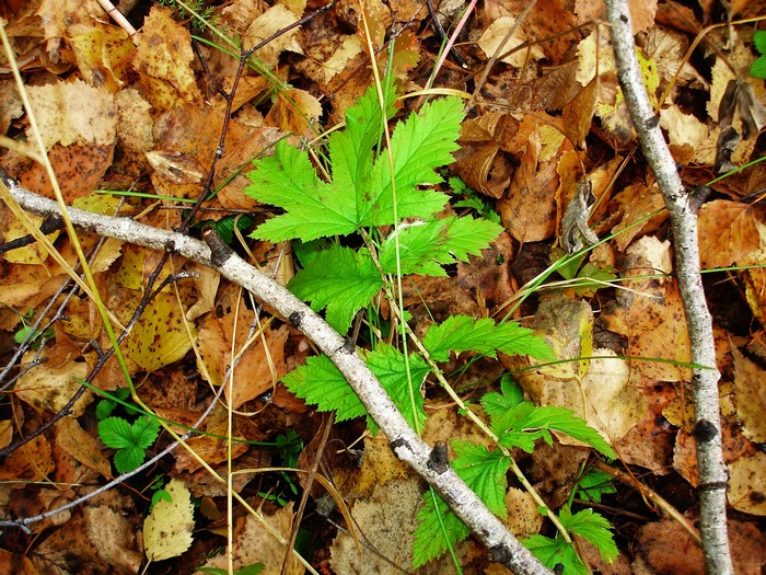 Green leaves on forest floor with fallen autumn leaves