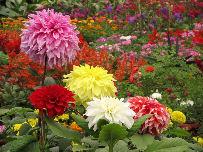 A colorful garden of Dahlias in bloom