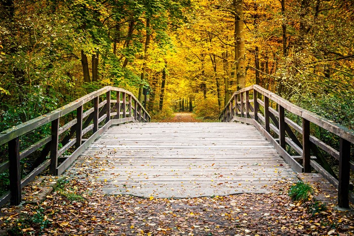 Wooden bridge in autumn park with colorful trees