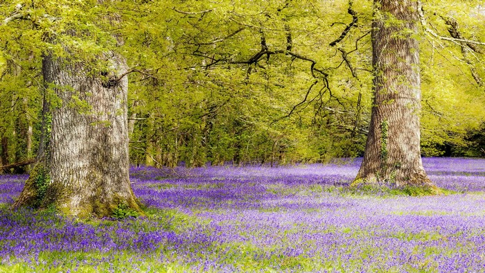 Two large trees in a field of bluebells