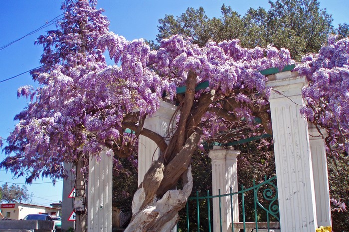 Wisteria tree with purple flowers on white pillars