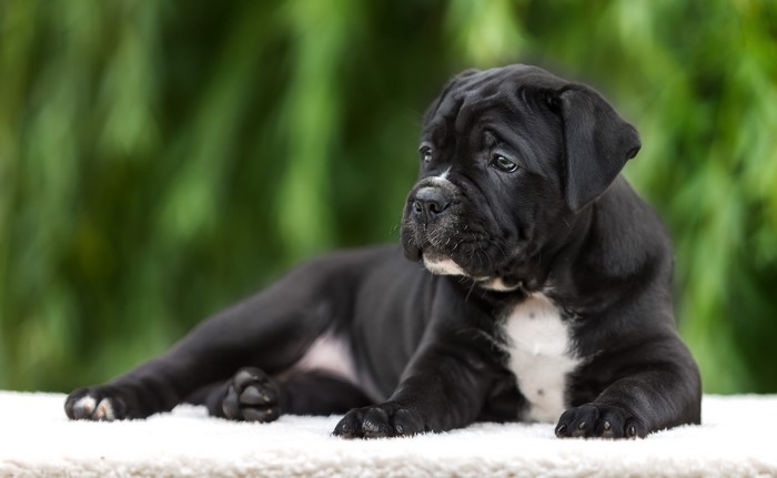 Black Cane Corso puppy lying down
