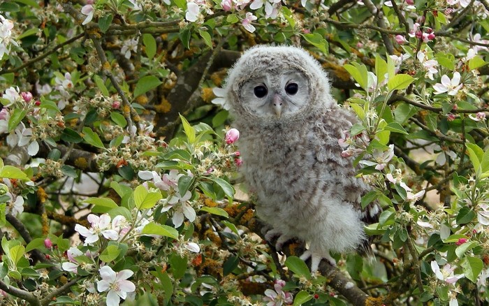 A fluffy owlet sits on a branch with blooming flowers.