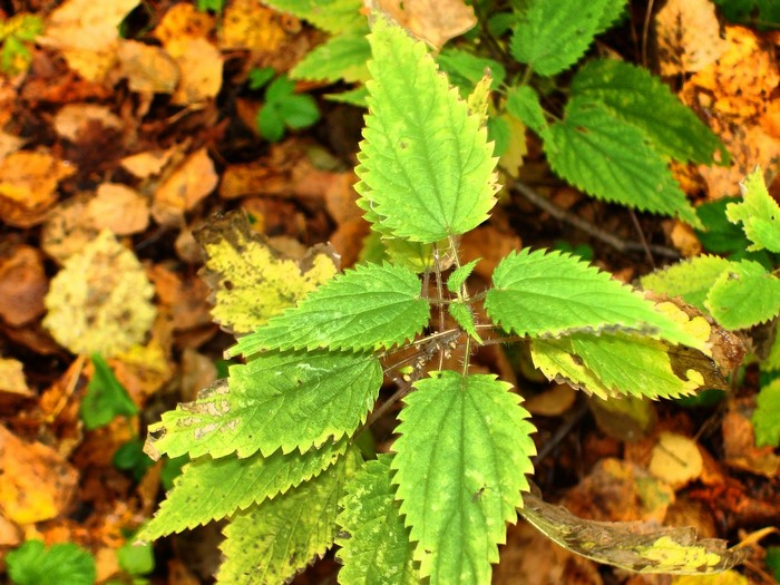 Green nettle plant with autumn leaves