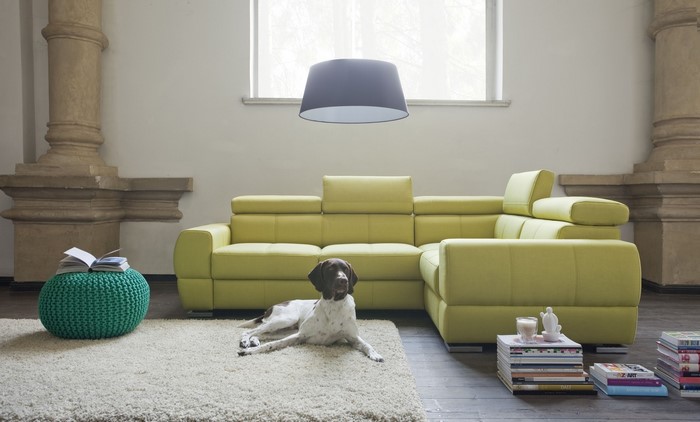 Dog on a rug in a living room with a sofa