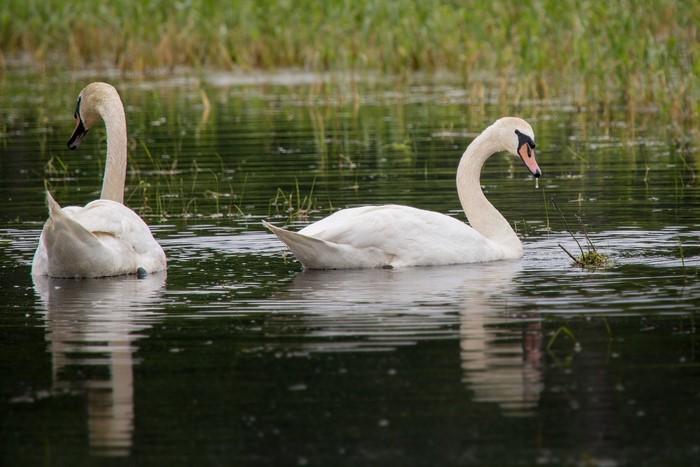 Two swans swimming in a lake with tall grass