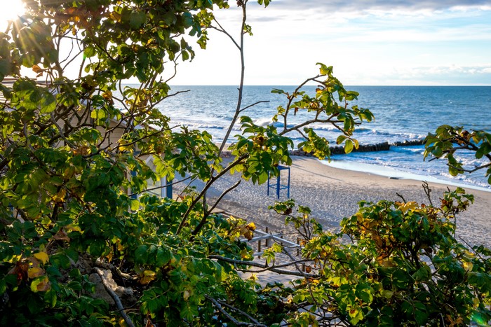 Baltic Sea coast with shrubs in Zelenogradsk, Russia