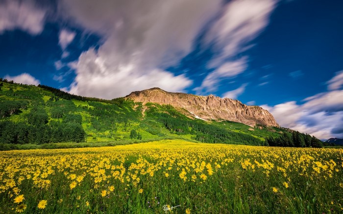 Field of yellow flowers with mountain and clouds
