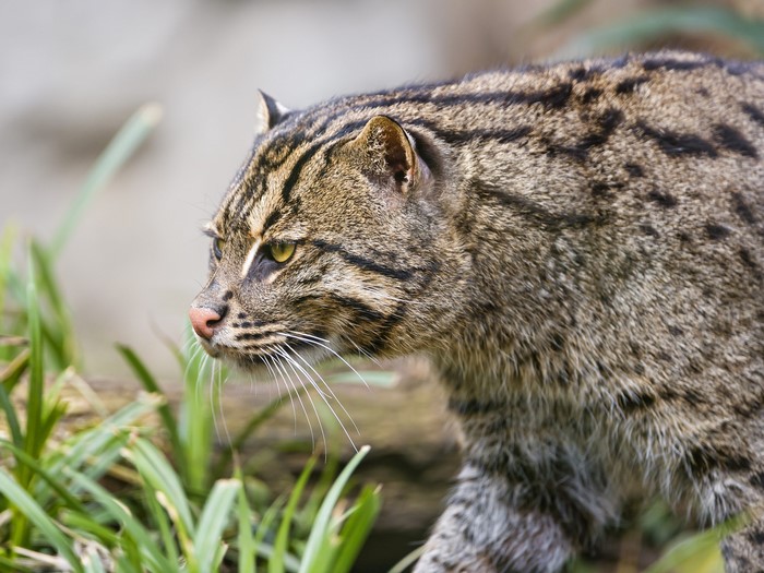 Fishing cat with stripes walking through grass