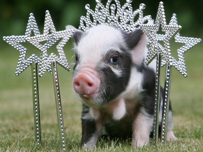 Piglet wearing a tiara and star wands
