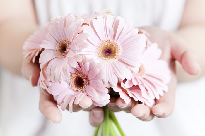 Hands holding pink Gerberas