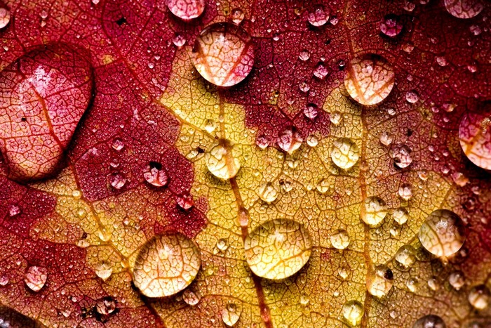Closeup of a leaf with water drops
