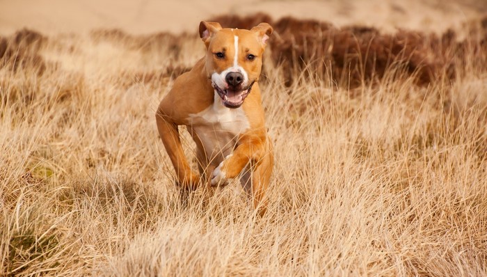 American Staffordshire Terrier running through dry grass field