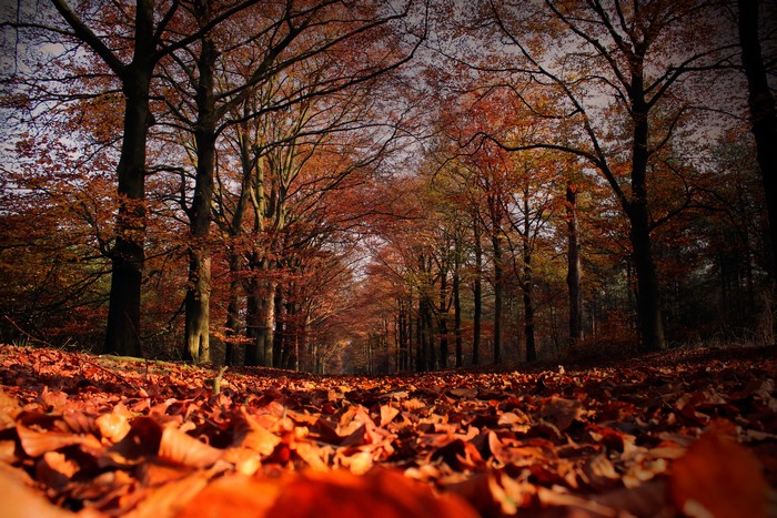 Autumn Avenue of Trees with Fallen Leaves