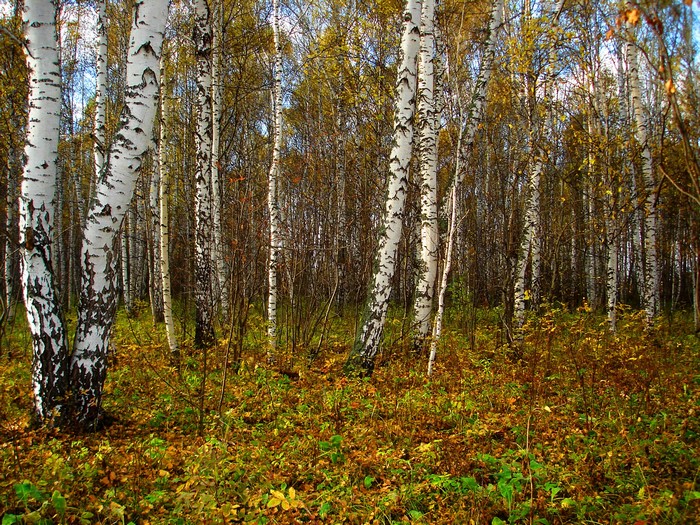 Birch forest in autumn with fallen leaves