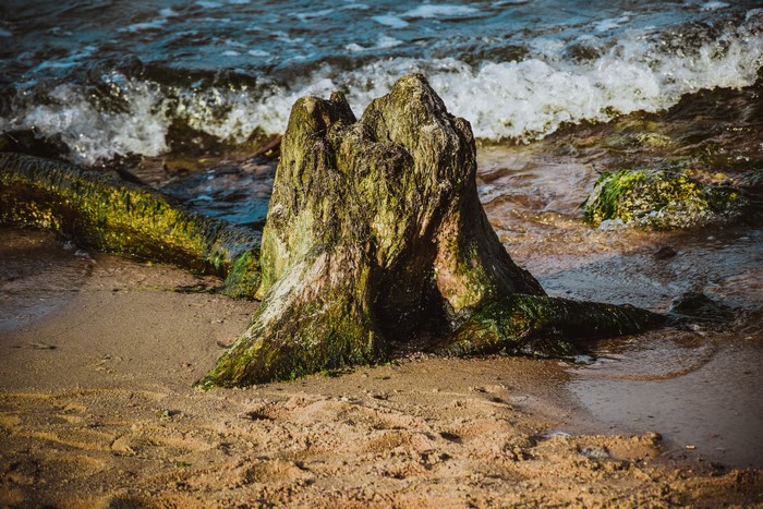 Tree stump on the shore of the Baltic Sea