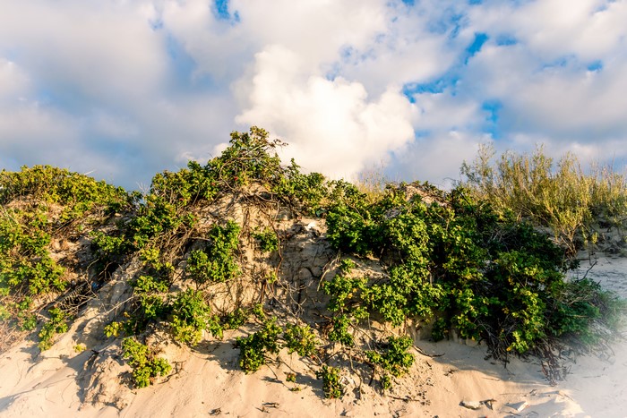 Sand dunes with green shrubs and clouds