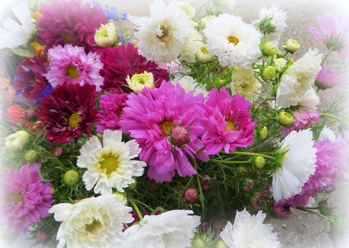 Bouquet of colorful Cosmos flowers