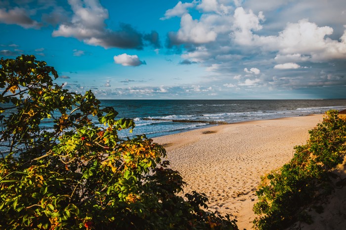 Baltic Sea coast with shrubs and clouds
