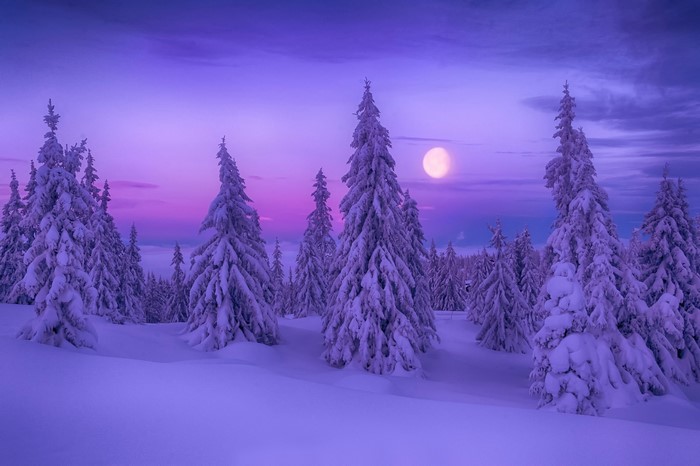 Snowy Winter Spruce Forest Under Violet Sky