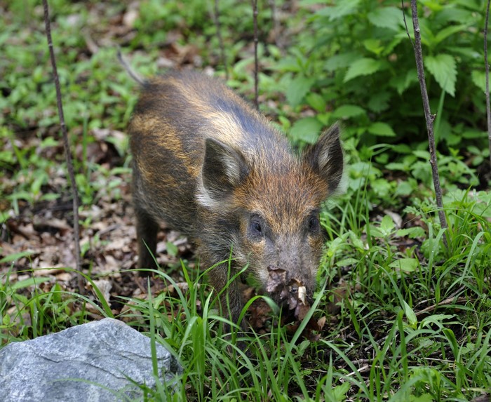Wild boar piglet in green grass and forest floor