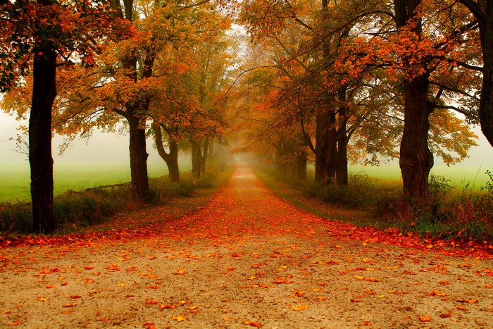 4K, Autumn, Parks, Trees, Foliage, Avenue, HD Wallpaper | Rare Gallery