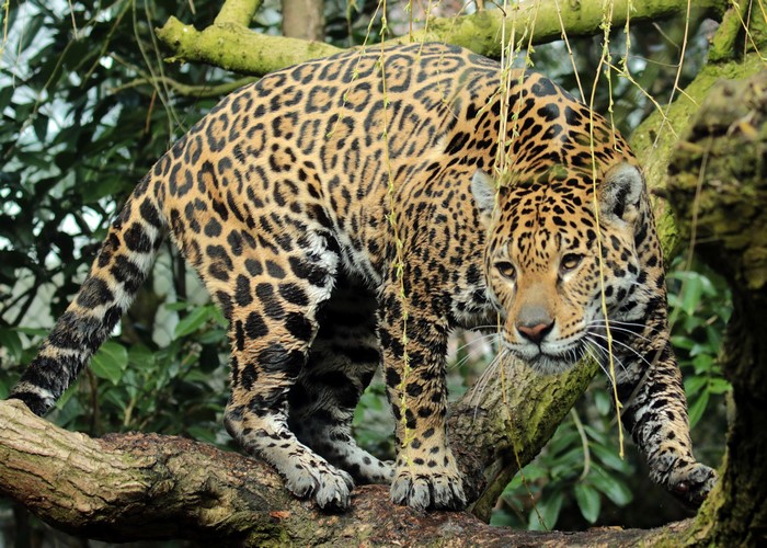 Jaguar on a Tree Branch