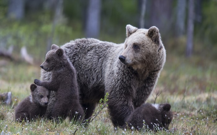 Mother Brown Bear with Three Cubs in a Forest