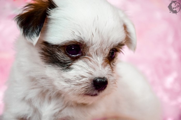 4K Chinese Crested Puppy