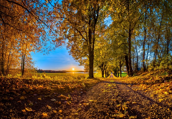 4K Autumn Road Lined with Colorful Trees at Sunset