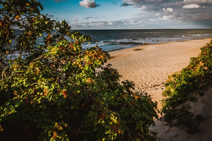 Baltic Sea coast with beach and vegetation