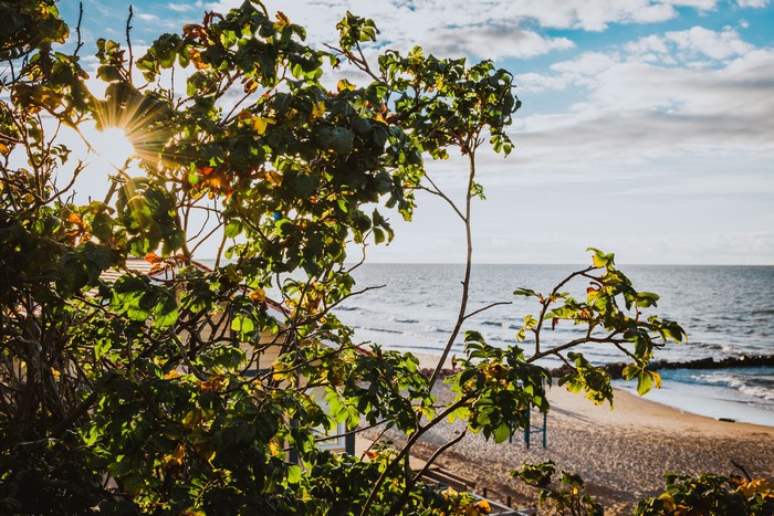 Sunlight through leaves on Baltic Sea coast