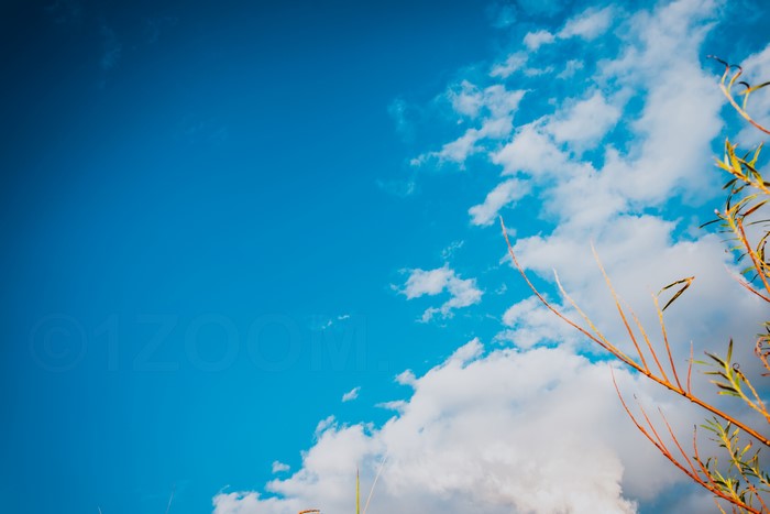 Blue Sky with Clouds and Branches