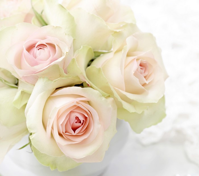 Close-up of pale pink and white roses