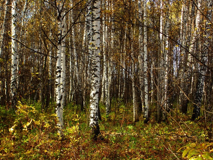 Autumn Birch Forest