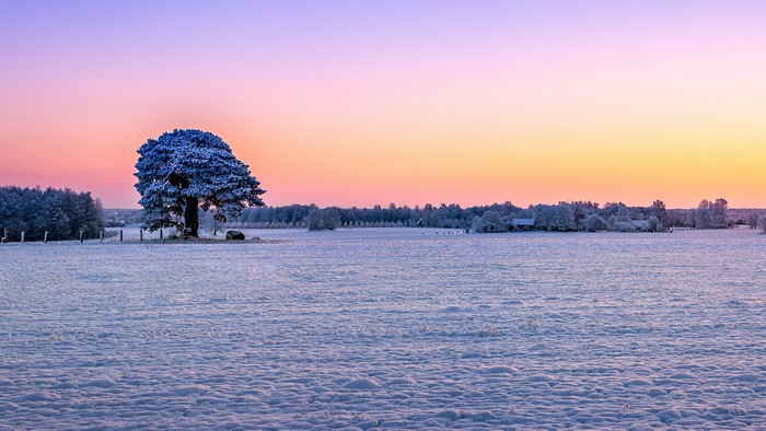 Snowy field with a lone tree at sunrise