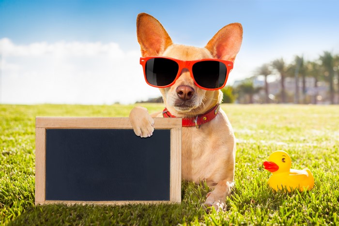 Chihuahua dog wearing sunglasses holding a blackboard