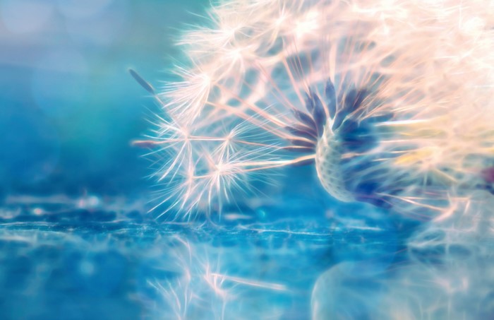 Close-up of a dandelion with glowing seeds