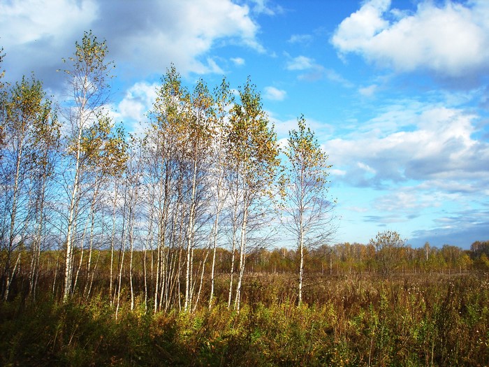 Birch trees in a field under a cloudy sky