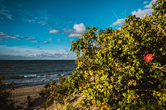 Baltic Sea coast with rose bush and blue sky