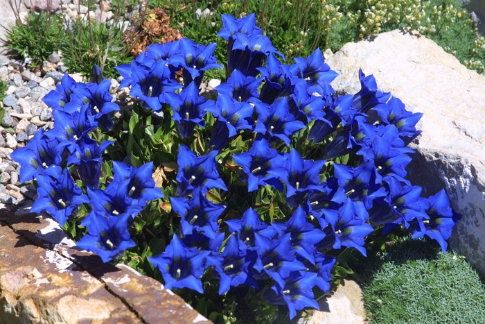 A cluster of vibrant blue Gentiana flowers