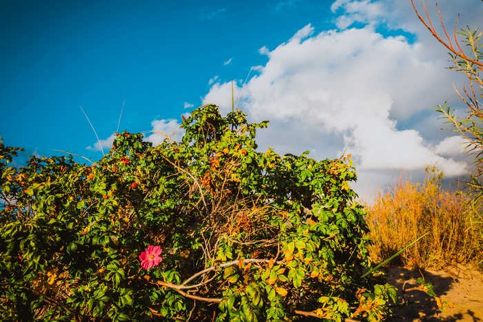 Rose bush with pink flower and clouds