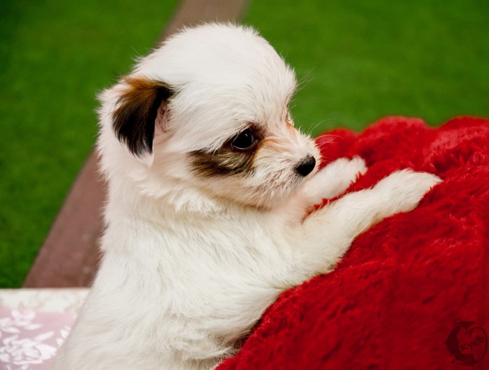 4K Chinese Crested Puppy on Red Pillow