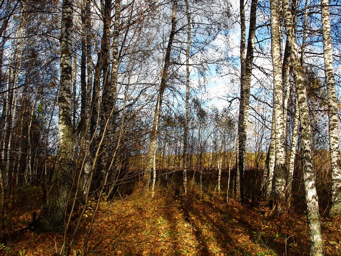 Birch trees in an autumn forest with fallen leaves